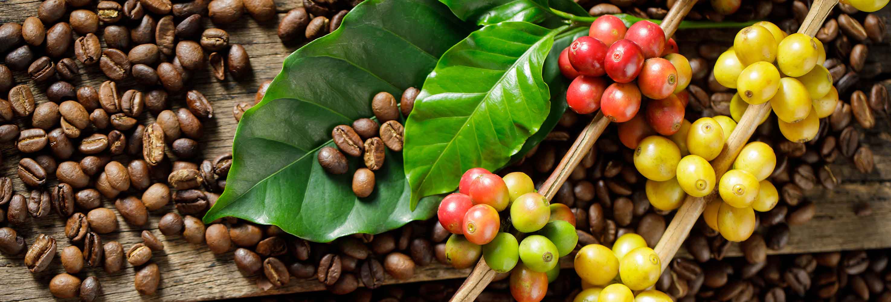 Kontrolle erlangen im Fall Schrott kaffee und bohne Thesaurus Spanien Mühe